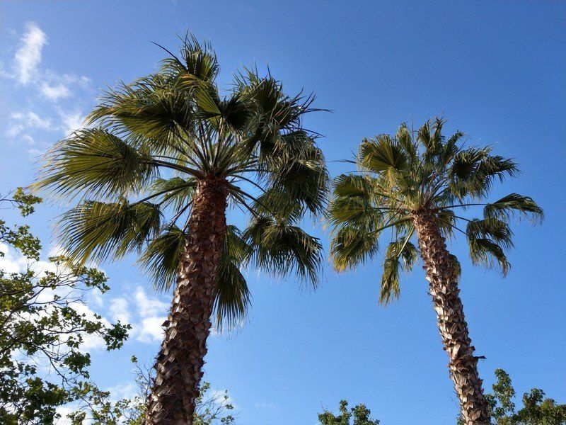 HTC U11 camera sample