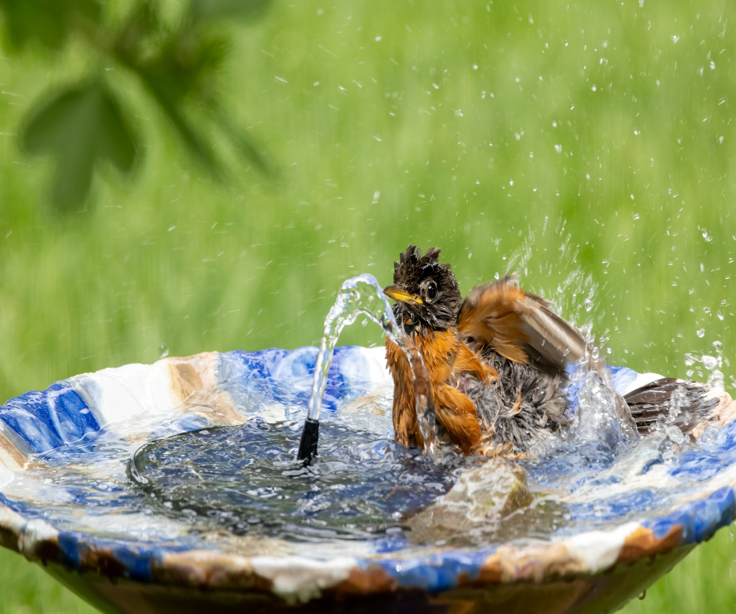 An American robin splashing in a bird bath