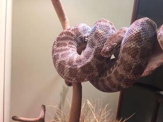 python after shedding