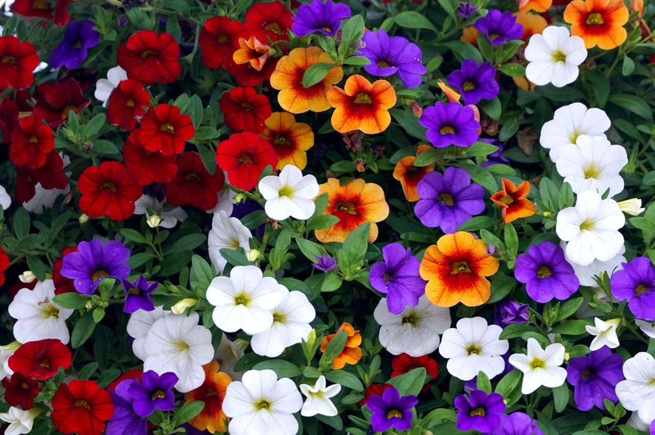 Multicolored Calibrachoa Flowers