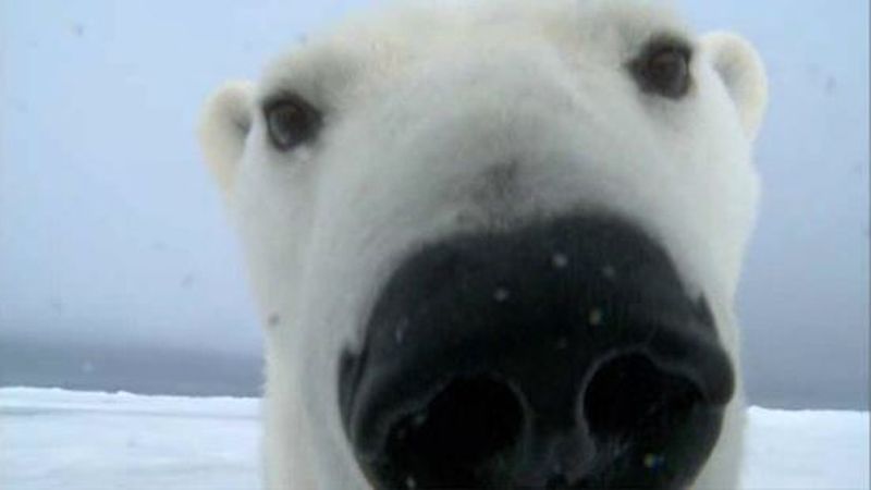 Will Grizzly Polar Bear Hybrid Wake People Up To Changing Climate Op Ed Live Science