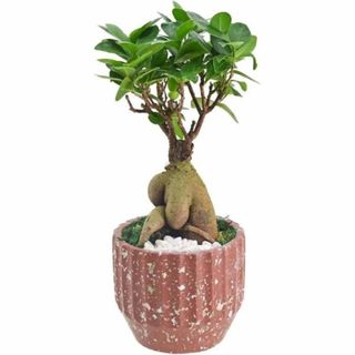 Ginseng Ficus in 5 inch Speckled Pot