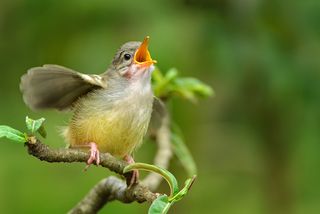 Why Do Birds Sing The Same Song Over And Over Live Science - 