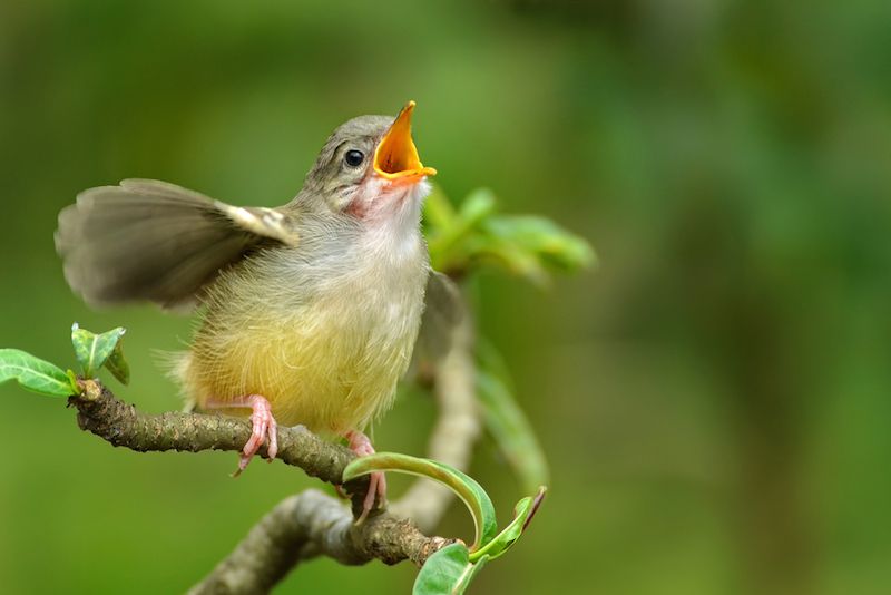 Singing bird