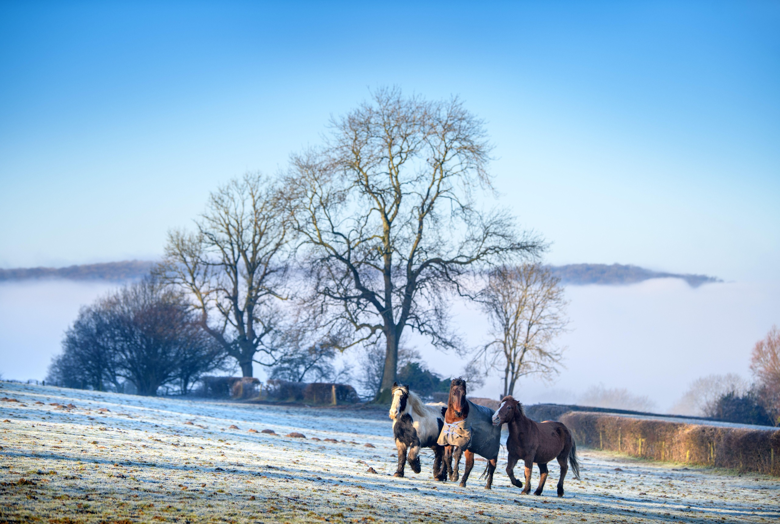 three horses cantering in a row in a wintery field