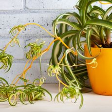 Spider plant and plantlets in yellow pot