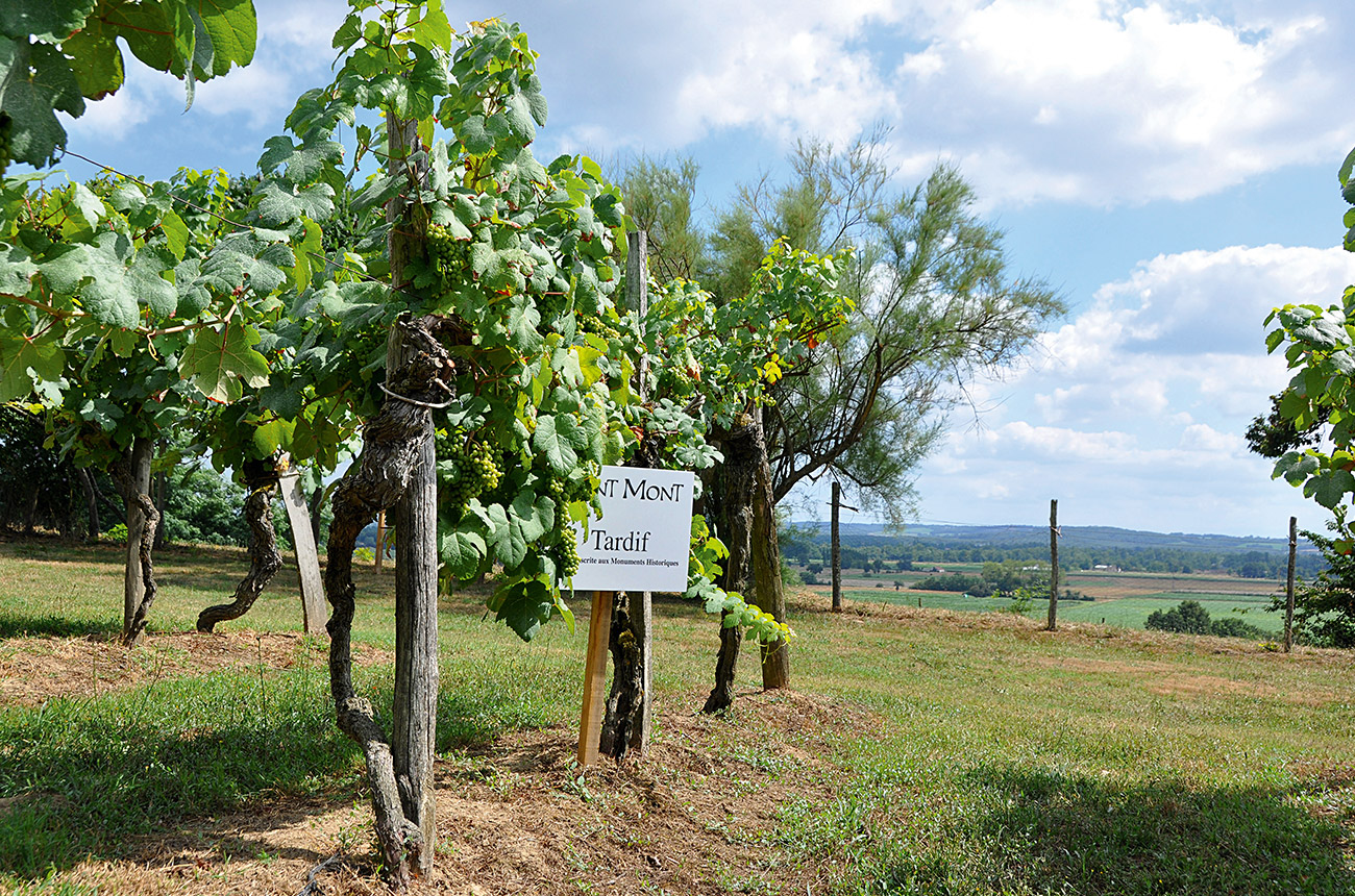 Plaimont&amp;rsquo;s Tardif vineyards