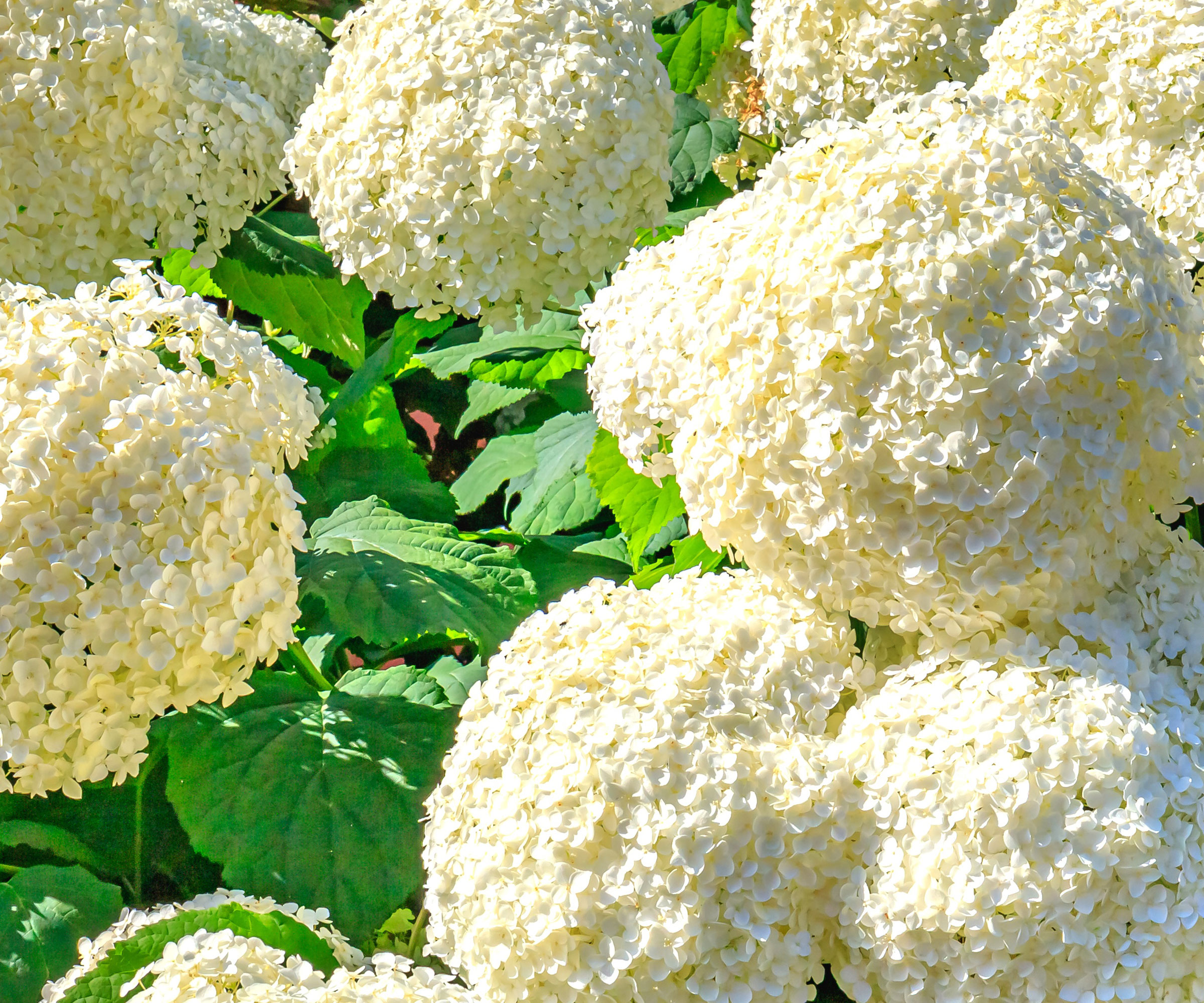 hydrangea shrub with large white flower heads