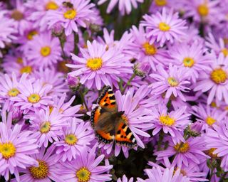 Aster Mrs Ralph Woods in bloom with tortoiseshell butterfly on the flowers