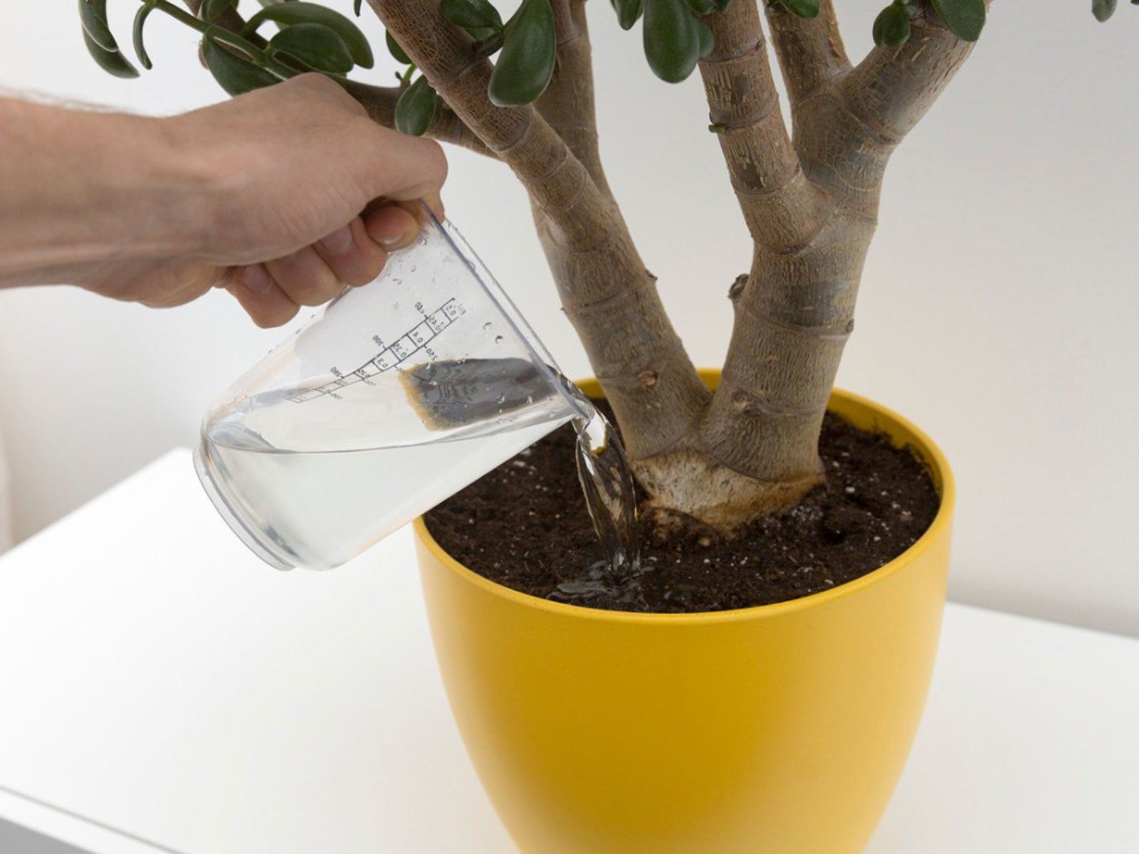 Watering Plants With Distilled Water Is Distilled Water Good For