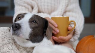 Pumpkin spice latte for dogs