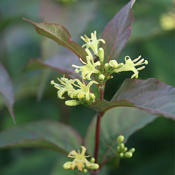 Kodiak&amp;reg; Red Bush Honeysuckle