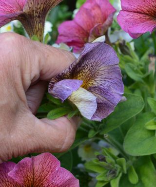 Deadheading a petunia flower as it goes over
