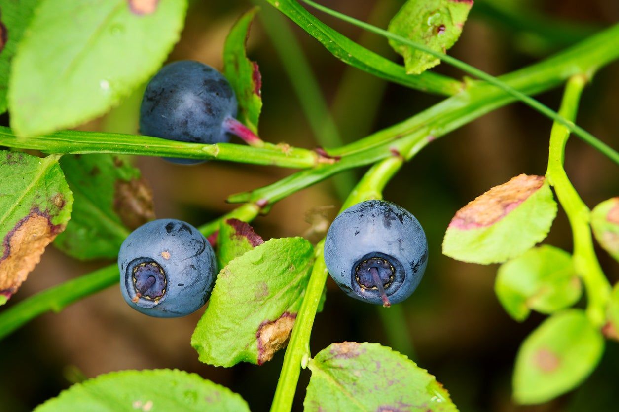 Huckleberry Plant