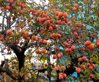 close up of a persimmon tree