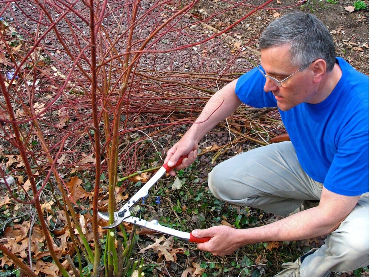 Man Pruning Dogwood Shrubs