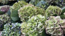 Green and pink hydrangeas in the garden in autumn