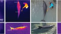 Thermal images of dolphins