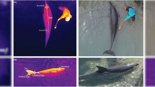Thermal images of dolphins