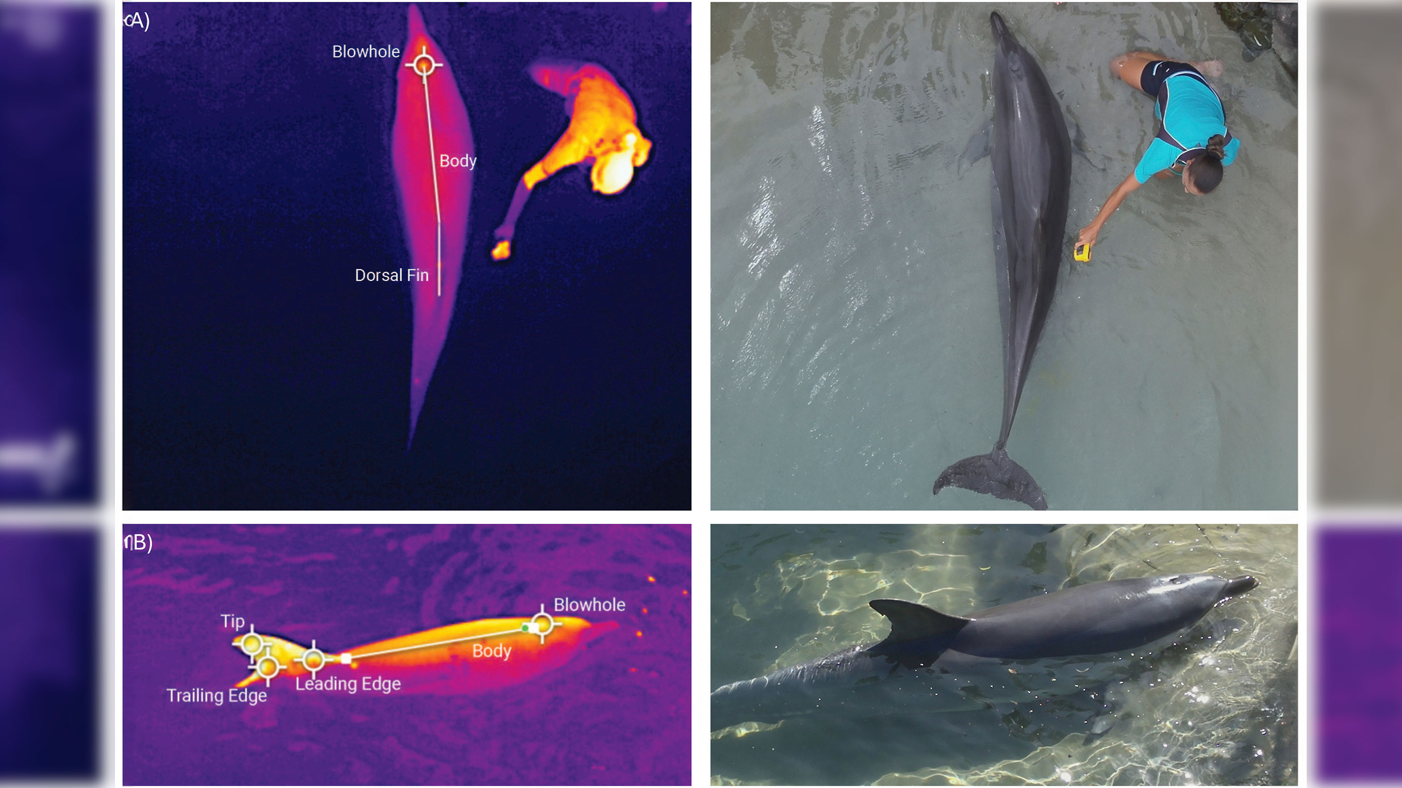 Thermal images of dolphins