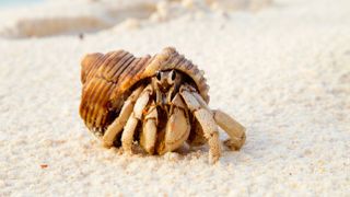 Hermit crab