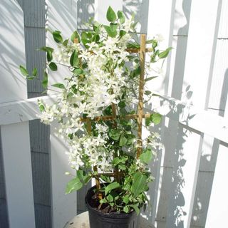 Clematis