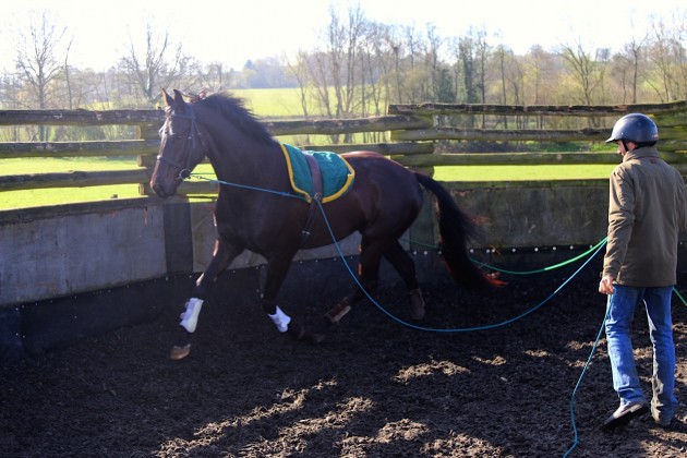 Lungeing the four-year-old