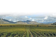 Chilean Carmen&egrave;re wines