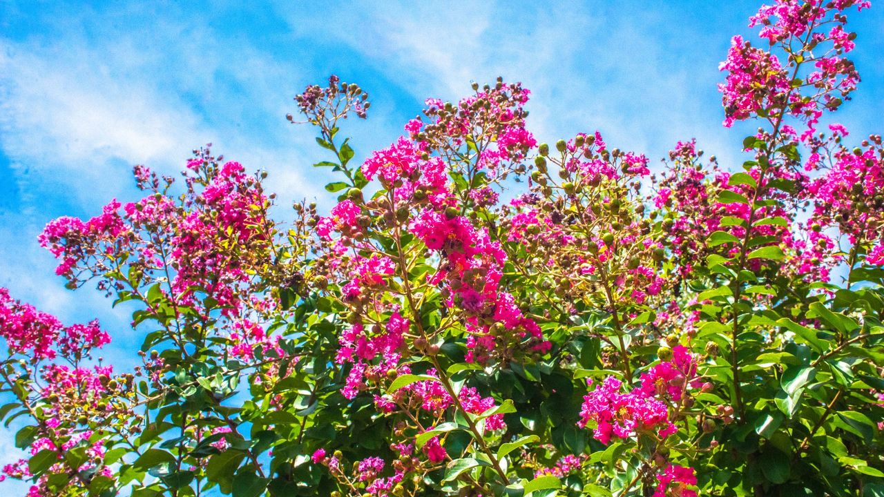 A shot of crepe myrtle against the sky