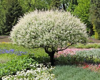 Dappled willow Salix integra ‘Hakuro-nishiki’