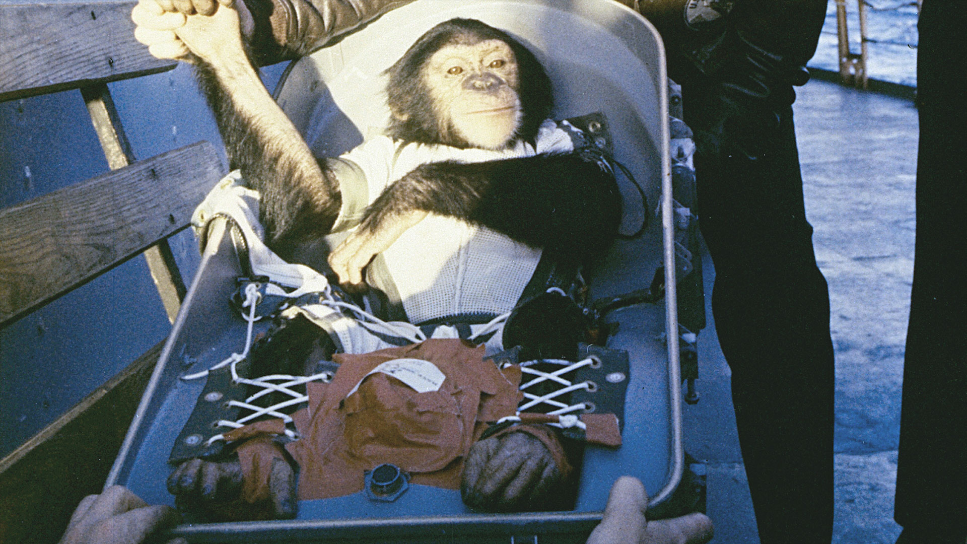 a chimpanzee dressed in a white jumpsuit and strapped into a metal seat is seen on the deck of a Navy ship