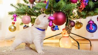 A golden retriever puppy sniffing a bauble on a christmas tree
