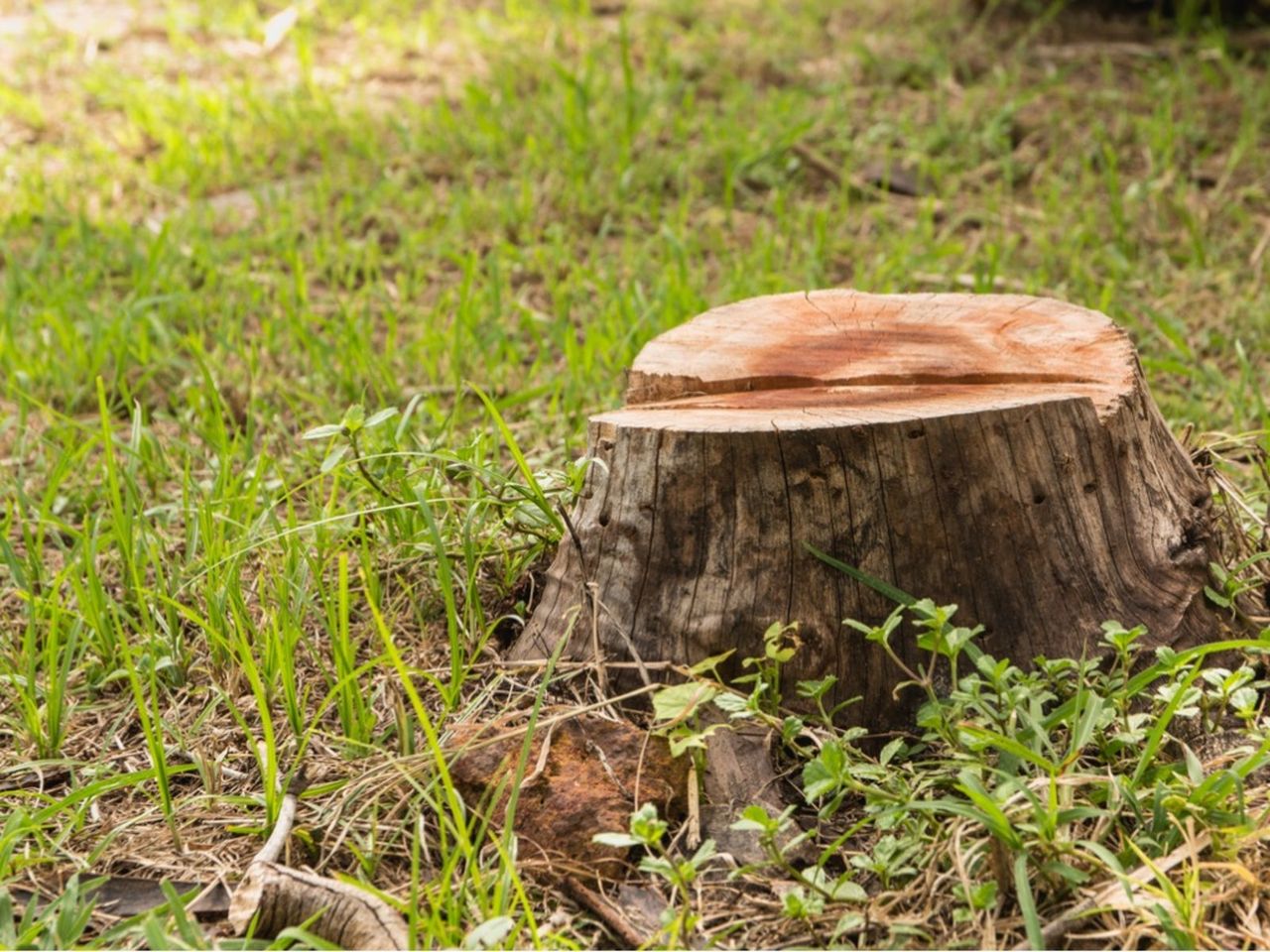 A Tree Stump In A Grassy Area