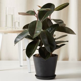 burgundy rubber tree plant from bloomscape
