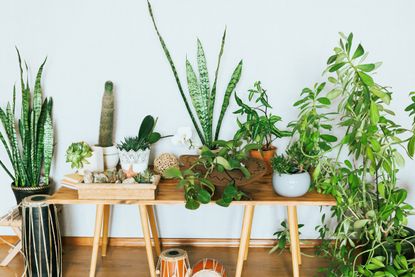 A selection of plants from the best places to buy plants online