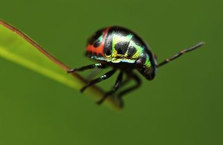 Shield bug nymph displaying colors.