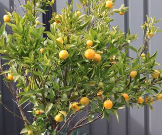 A small orange tree growing in a container