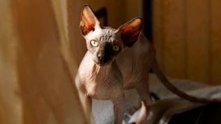hairless cat looking at camera