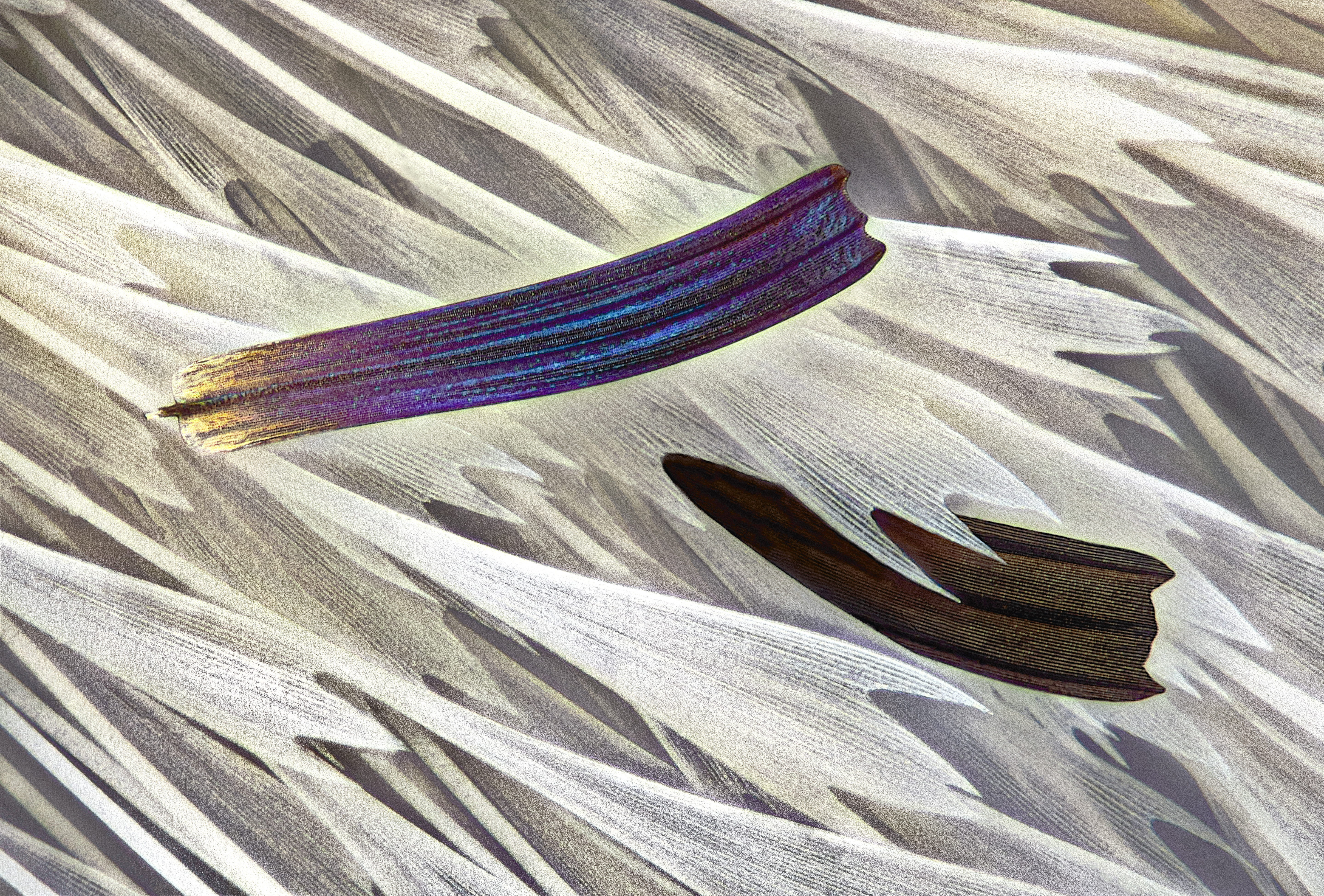 Isolated scales on Madagascan sunset moth wing (Chrysiridia ripheus)