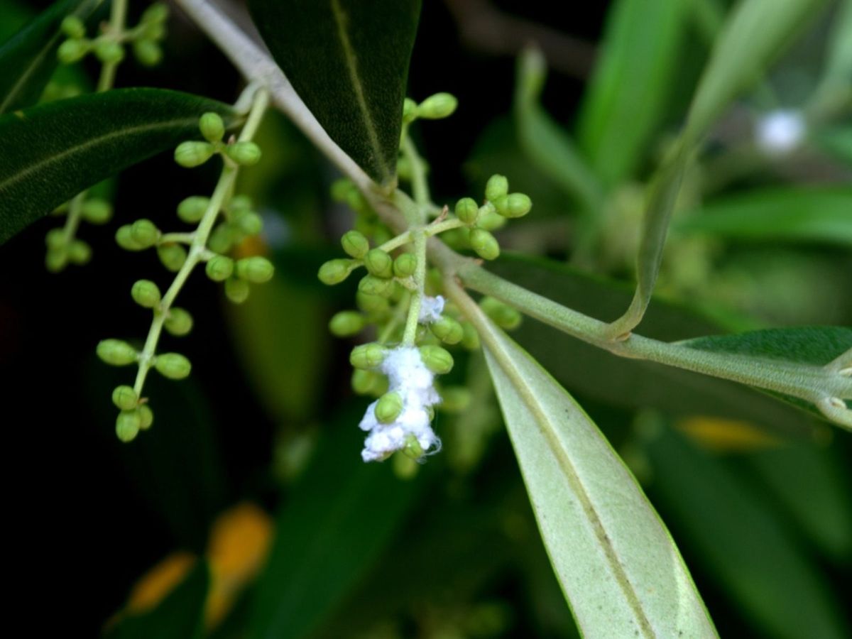 Controlling Olive Tree Mites Tips For Olive Bud Mite Treatment