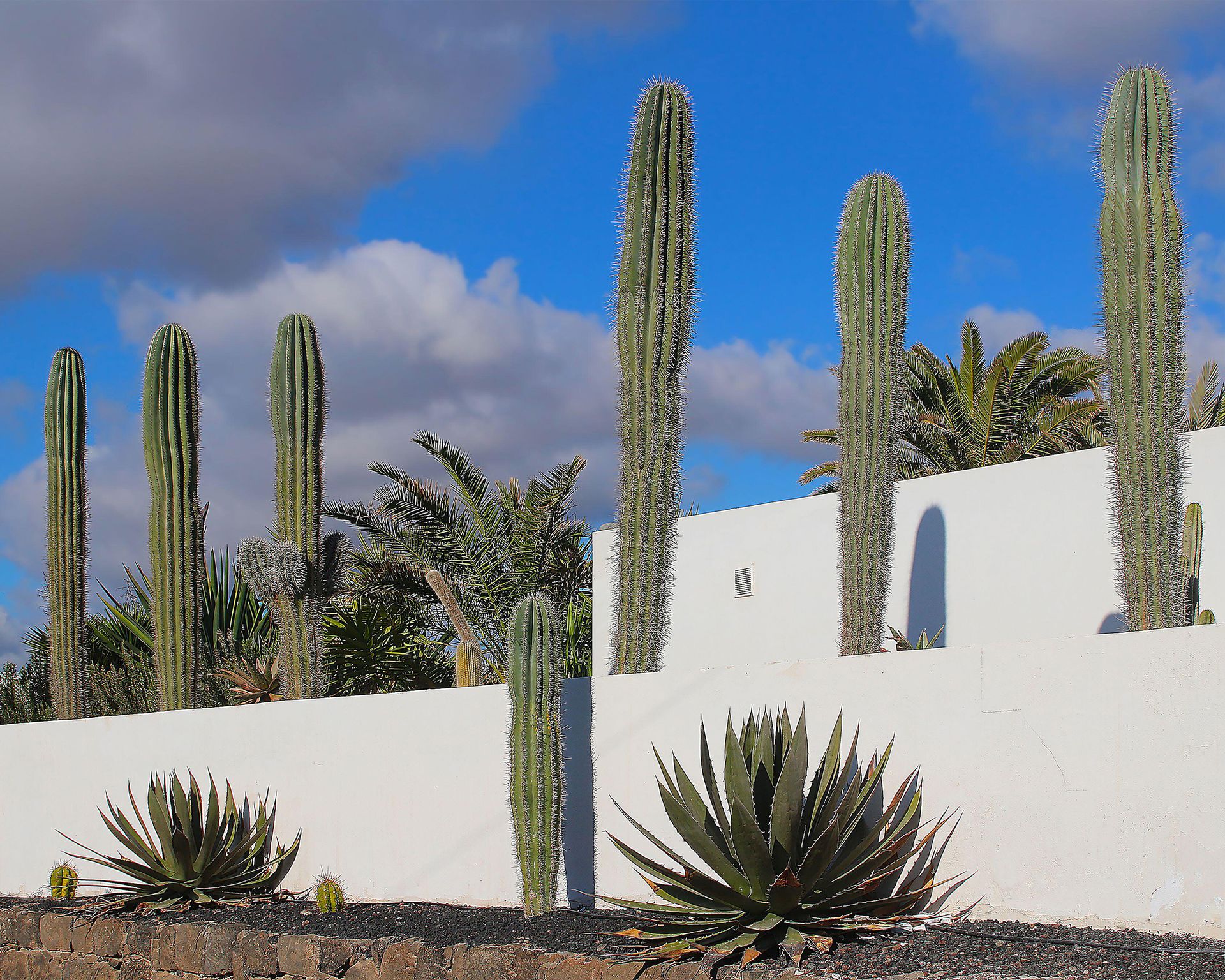 Growing cacti in raised beds