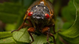 The face of a Brood X periodical cicada.