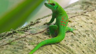 Phelsuma grandis