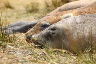 patagonia-elephant-seals-110228-02