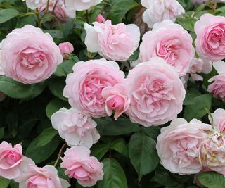 pink roses in full bloom in garden border