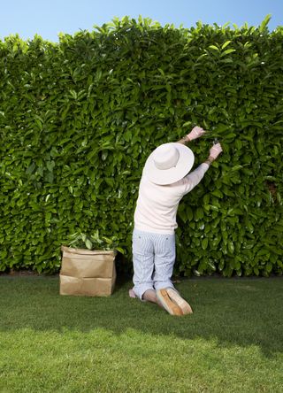 Pruning hedges