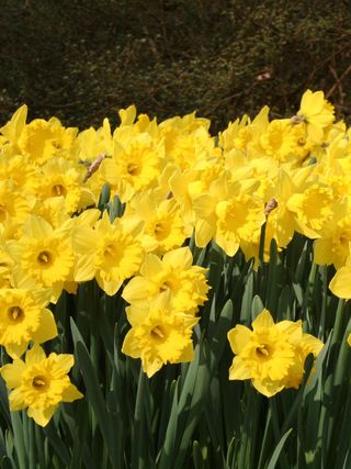 Eight Weeks of Daffodils