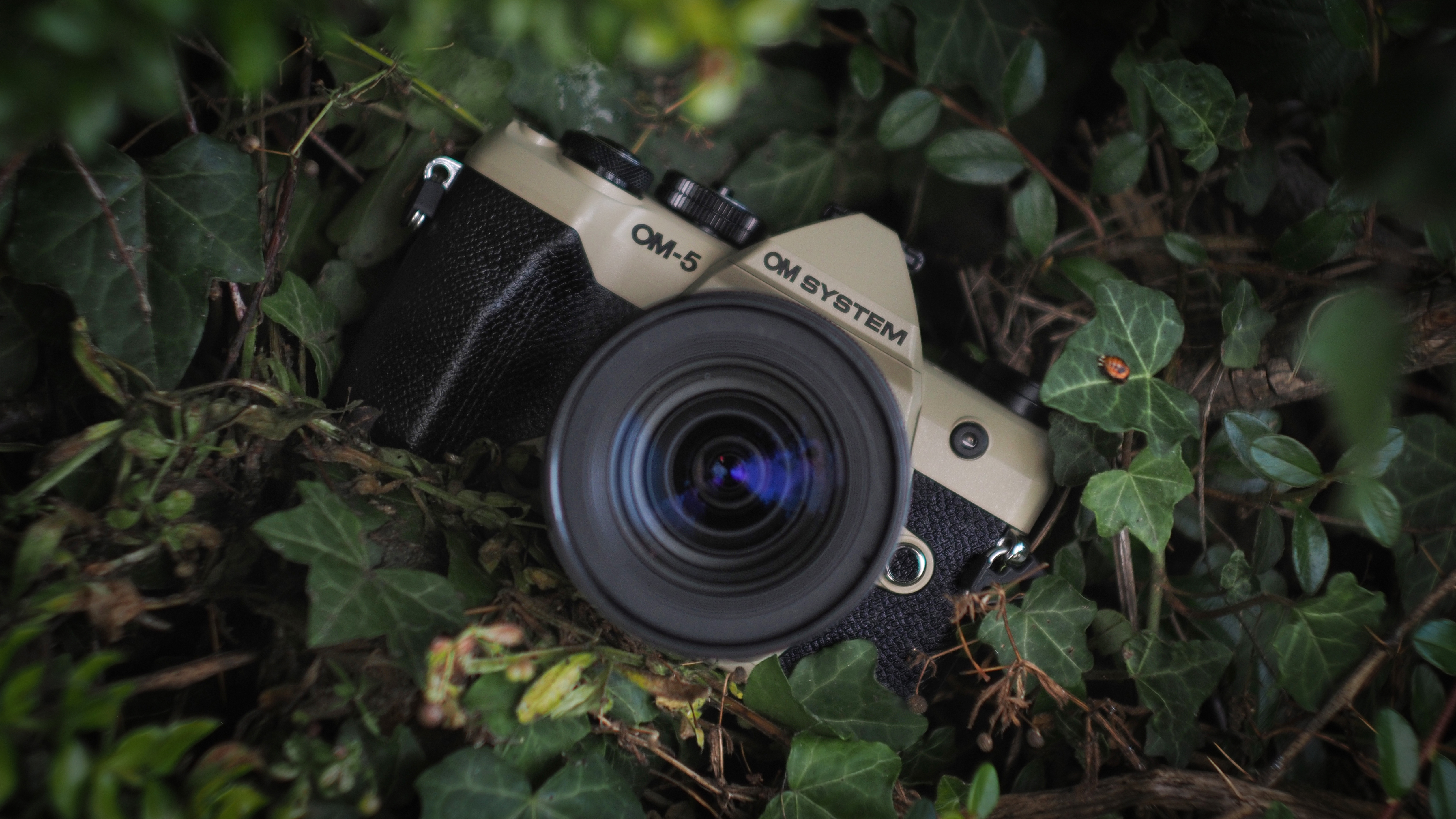 OM System OM-5 Mark II, with the Olympus M.Zuiko 12-45mm f/4 Pro lens, outdoors in woodland