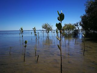 Satellite images of mangrove forests reveal not all mangroves have the same life cycles. Here we see mangroves at different growth stages.