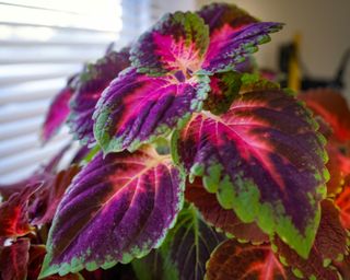 coleus plant with purple, pink, green leaves